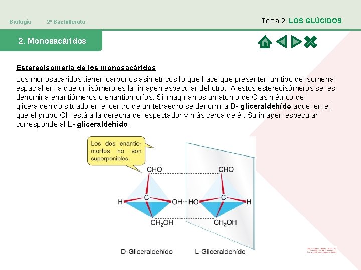 Biología 2º Bachillerato Tema 2. LOS GLÚCIDOS 2. Monosacáridos Estereoisomería de los monosacáridos Los