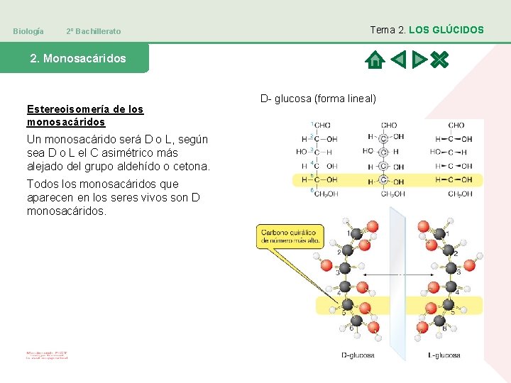 Biología 2º Bachillerato Tema 2. LOS GLÚCIDOS 2. Monosacáridos Estereoisomería de los monosacáridos Un