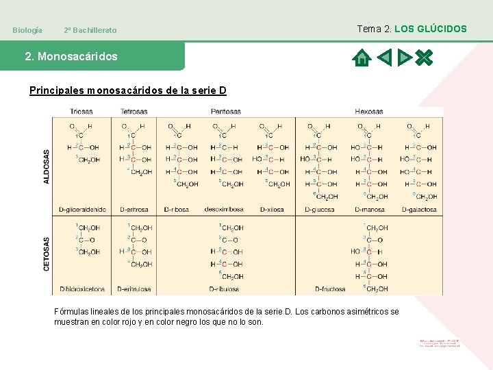 Biología 2º Bachillerato Tema 2. LOS GLÚCIDOS 2. Monosacáridos Principales monosacáridos de la serie