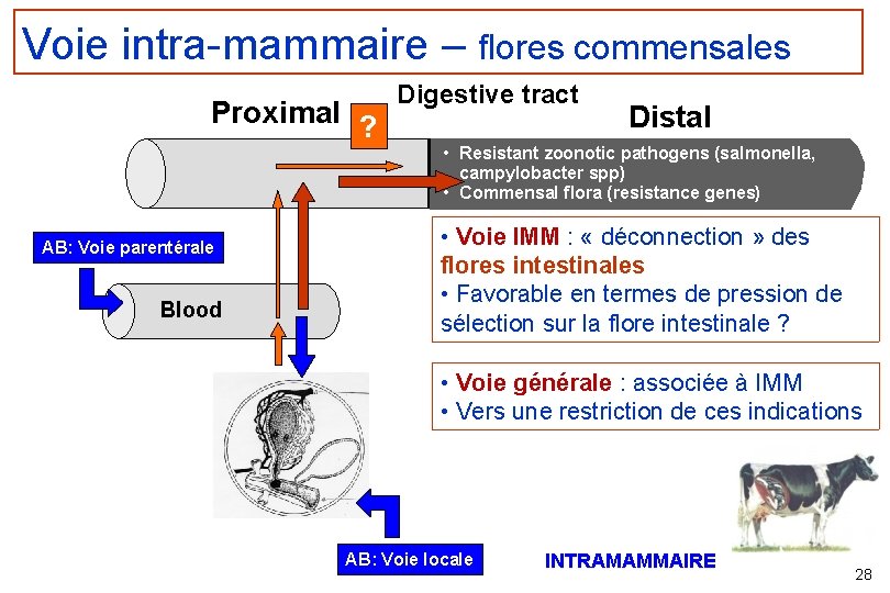 Voie intra-mammaire – flores commensales Proximal ? AB: Voie parentérale Blood Digestive tract Distal