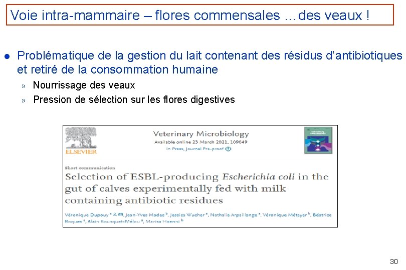 Voie intra-mammaire – flores commensales …des veaux ! l Problématique de la gestion du