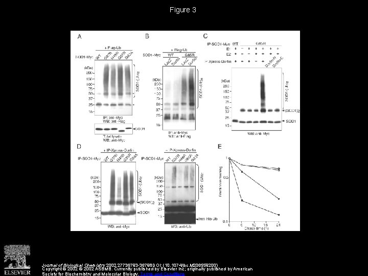 Figure 3 Journal of Biological Chemistry 2002 27736793 -36798 DOI: (10. 1074/jbc. M 206559200)