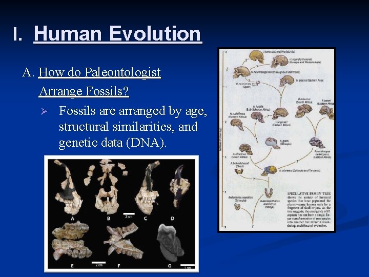 I. Human Evolution A. How do Paleontologist Arrange Fossils? Ø Fossils are arranged by