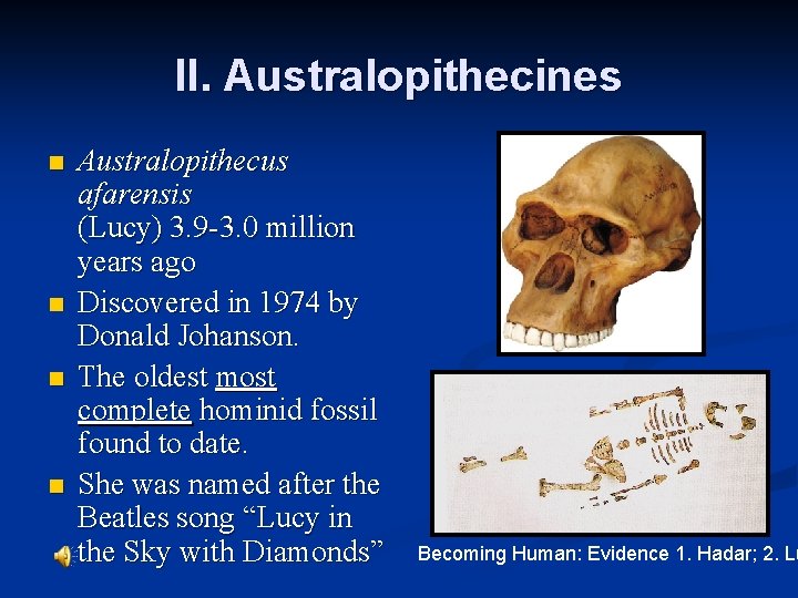 II. Australopithecines n n Australopithecus afarensis (Lucy) 3. 9 -3. 0 million years ago