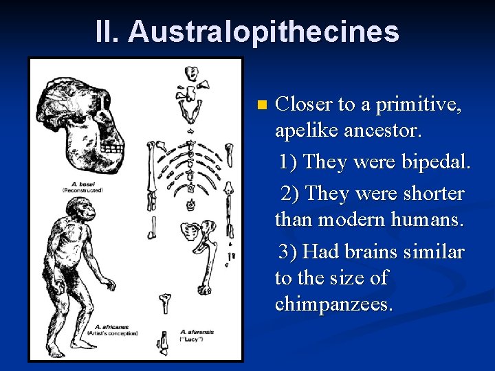 II. Australopithecines n Closer to a primitive, apelike ancestor. 1) They were bipedal. 2)
