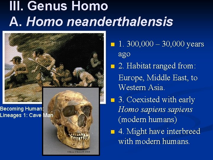 III. Genus Homo A. Homo neanderthalensis n n n Becoming Human: Lineages 1: Cave