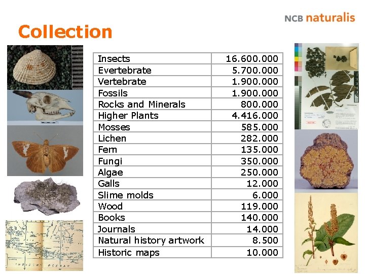Collection Insects Evertebrate Vertebrate Fossils Rocks and Minerals Higher Plants Mosses Lichen Fern Fungi