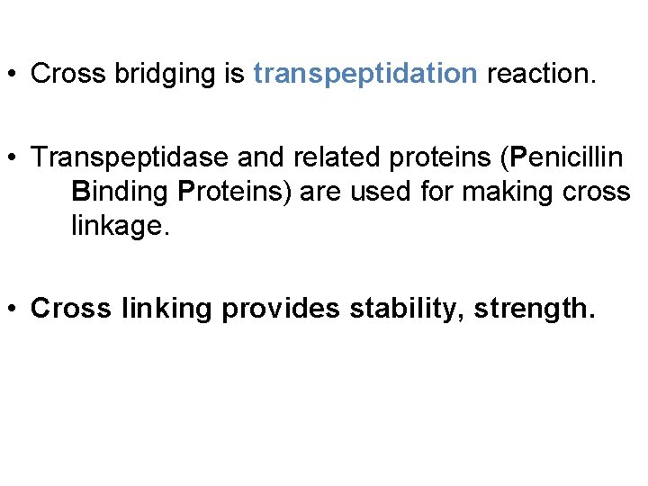  • Cross bridging is transpeptidation reaction. • Transpeptidase and related proteins (Penicillin Binding