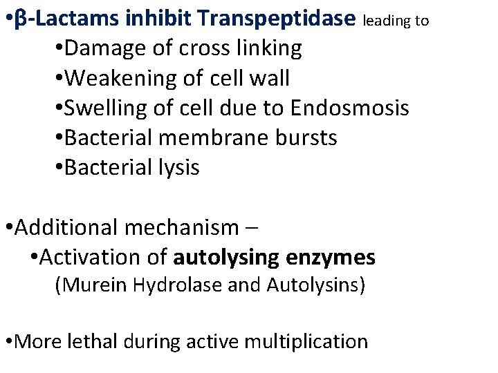  • β-Lactams inhibit Transpeptidase leading to • Damage of cross linking • Weakening