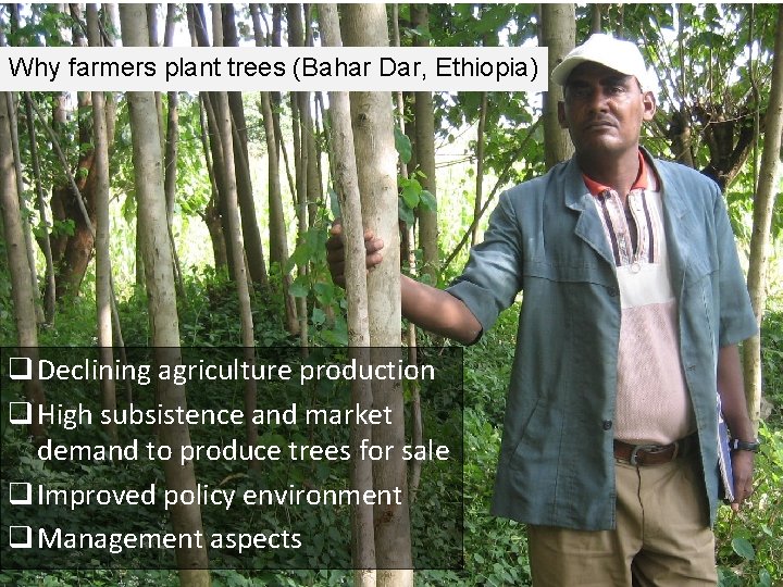 Why farmers plant trees (Bahar Dar, Ethiopia) q Declining agriculture production q High subsistence
