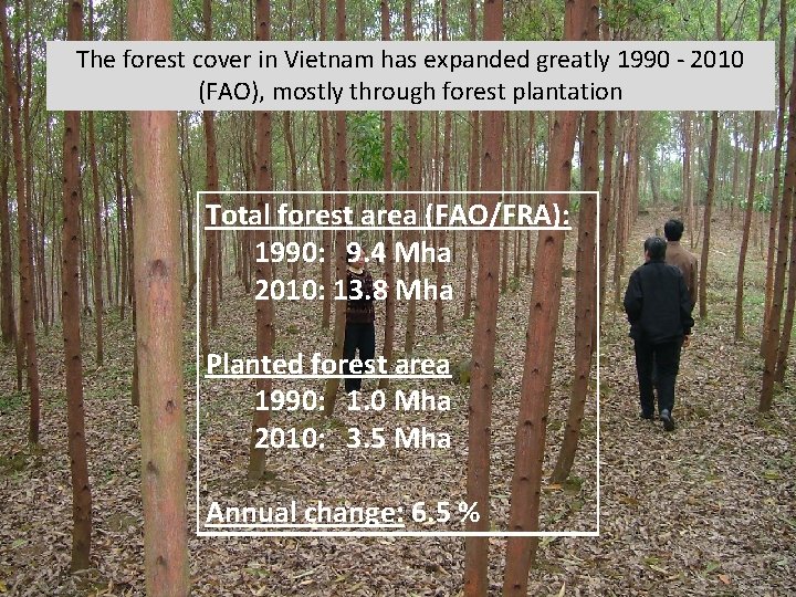 The forest cover in Vietnam has expanded greatly 1990 - 2010 (FAO), mostly through