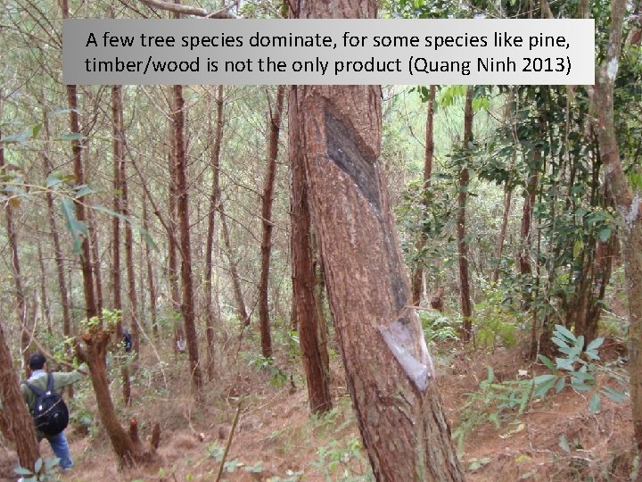 A few tree species dominate, for some species like pine, timber/wood is not the