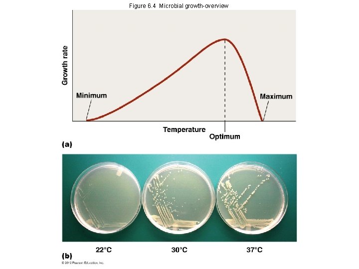 Figure 6. 4 Microbial growth-overview 
