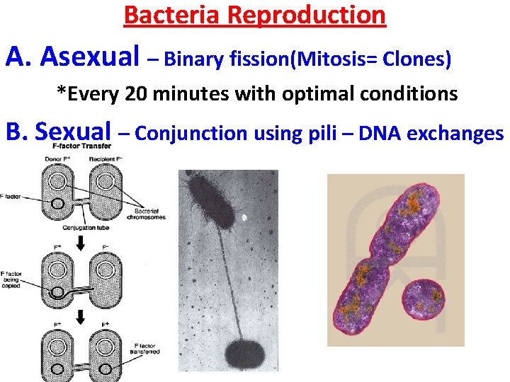 Bacteria Reproduction A. Asexual – Binary fission(Mitosis= Clones) *Every 20 minutes with optimal conditions