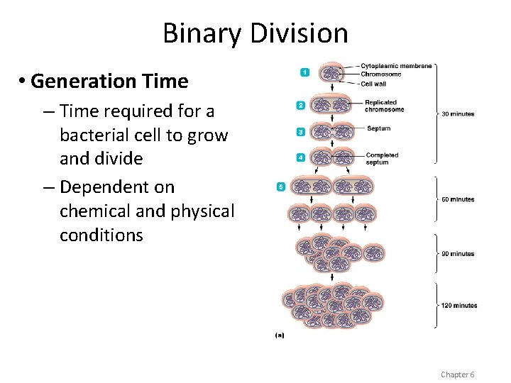 Binary Division • Generation Time – Time required for a bacterial cell to grow