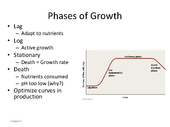Phases of Growth • Lag – Adapt to nutrients • Log – Active growth