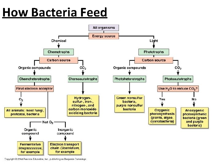How Bacteria Feed 