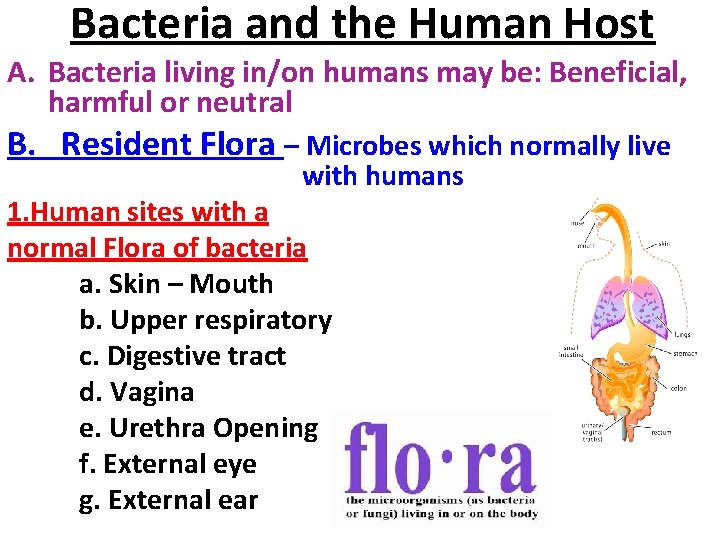 Bacteria and the Human Host A. Bacteria living in/on humans may be: Beneficial, harmful