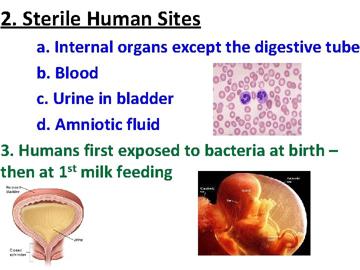 2. Sterile Human Sites a. Internal organs except the digestive tube b. Blood c.