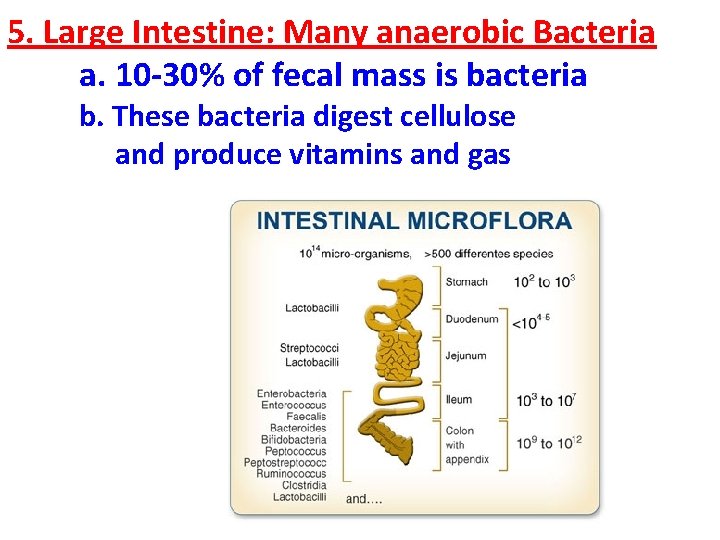 5. Large Intestine: Many anaerobic Bacteria a. 10 -30% of fecal mass is bacteria