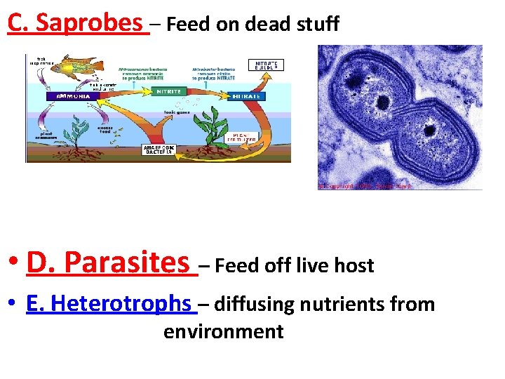 C. Saprobes – Feed on dead stuff • D. Parasites – Feed off live