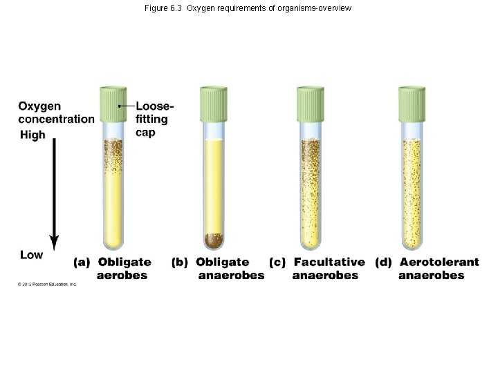 Figure 6. 3 Oxygen requirements of organisms-overview 