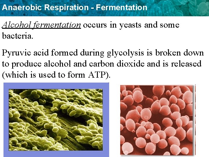 Anaerobic Respiration - Fermentation Alcohol fermentation occurs in yeasts and some bacteria. Pyruvic acid