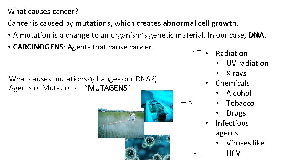 The Cell Cycle Mitosis and Cancer Glencoe Biology