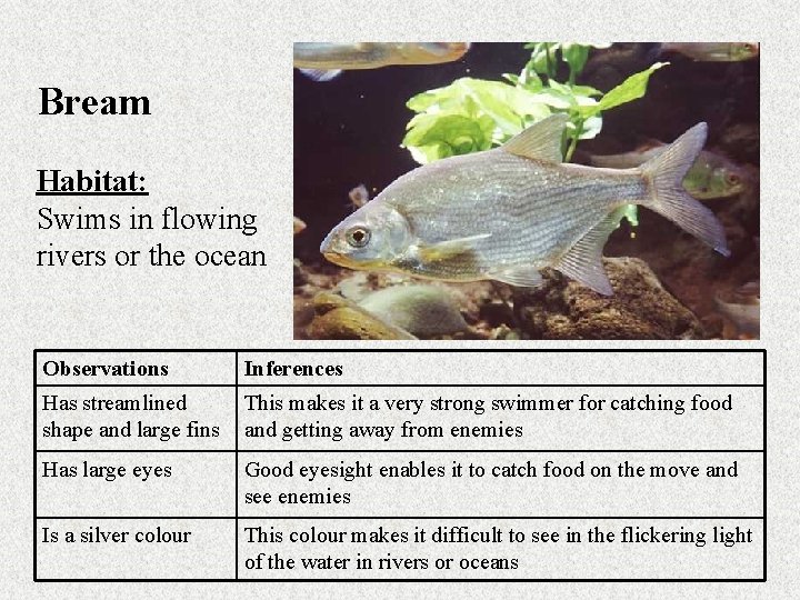 Bream Habitat: Swims in flowing rivers or the ocean Observations Inferences Has streamlined shape
