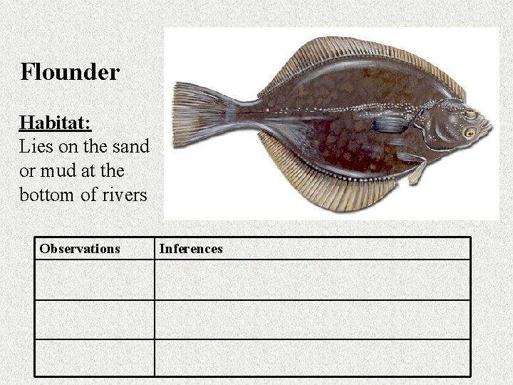Flounder Habitat: Lies on the sand or mud at the bottom of rivers Observations