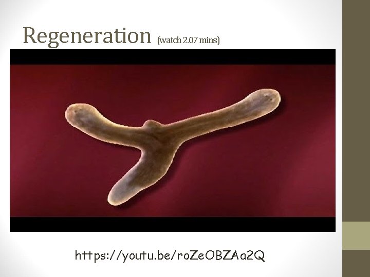 Regeneration (watch 2. 07 mins) https: //youtu. be/ro. Ze. OBZAa 2 Q 