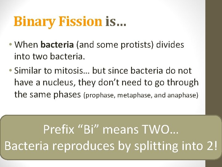 Binary Fission is… • When bacteria (and some protists) divides into two bacteria. •