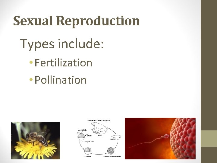 Sexual Reproduction Types include: • Fertilization • Pollination 