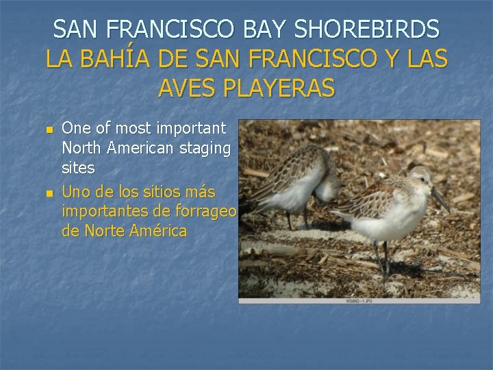 SAN FRANCISCO BAY SHOREBIRDS LA BAHÍA DE SAN FRANCISCO Y LAS AVES PLAYERAS n