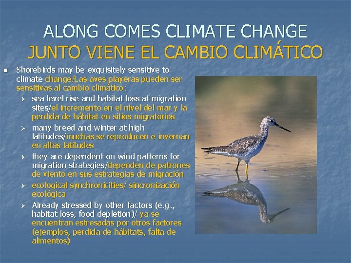 ALONG COMES CLIMATE CHANGE JUNTO VIENE EL CAMBIO CLIMÁTICO n Shorebirds may be exquisitely