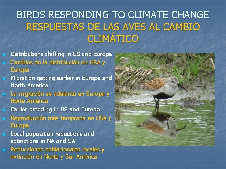 BIRDS RESPONDING TO CLIMATE CHANGE RESPUESTAS DE LAS AVES AL CAMBIO CLIMÁTICO n n