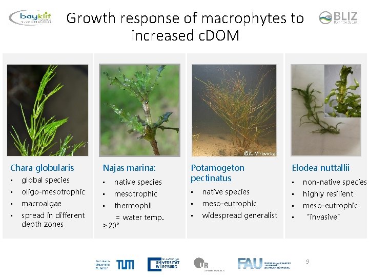 Growth response of macrophytes to increased c. DOM ©A. Mrkvicka Chara globularis Najas marina: