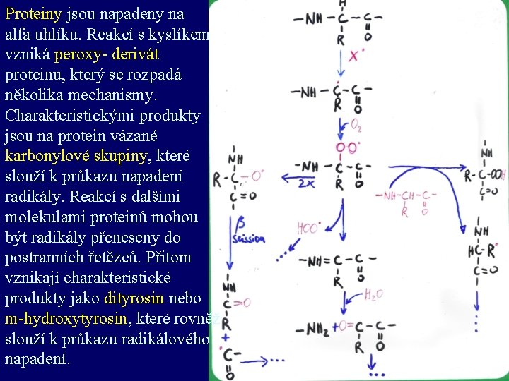 Proteiny jsou napadeny na alfa uhlíku. Reakcí s kyslíkem vzniká peroxy- derivát proteinu, který