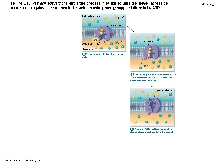 Figure 3. 10 Primary active transport is the process in which solutes are moved