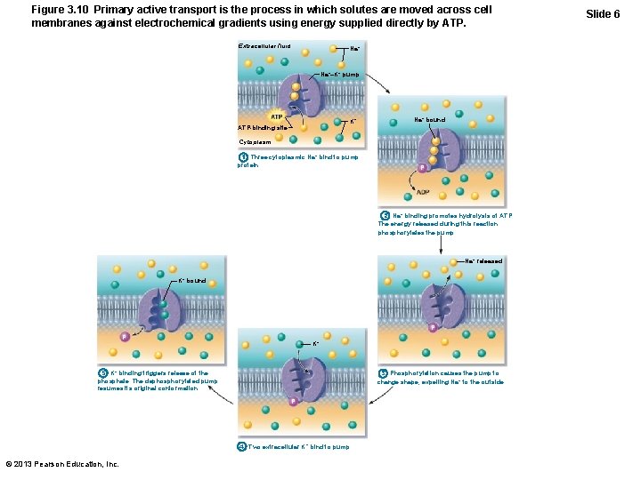 Figure 3. 10 Primary active transport is the process in which solutes are moved