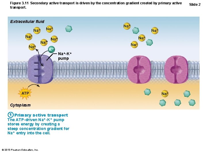 Figure 3. 11 Secondary active transport is driven by the concentration gradient created by