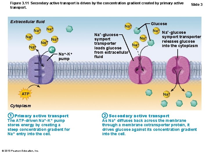 Figure 3. 11 Secondary active transport is driven by the concentration gradient created by