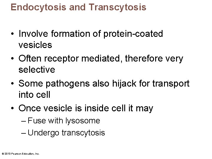 Endocytosis and Transcytosis • Involve formation of protein-coated vesicles • Often receptor mediated, therefore