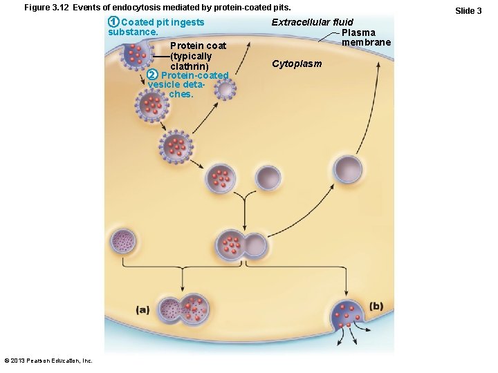 Figure 3. 12 Events of endocytosis mediated by protein-coated pits. 1 Coated pit ingests