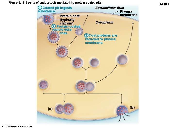 Figure 3. 12 Events of endocytosis mediated by protein-coated pits. 1 Coated pit ingests