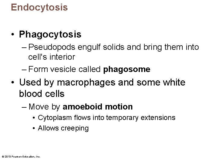 Endocytosis • Phagocytosis – Pseudopods engulf solids and bring them into cell's interior –