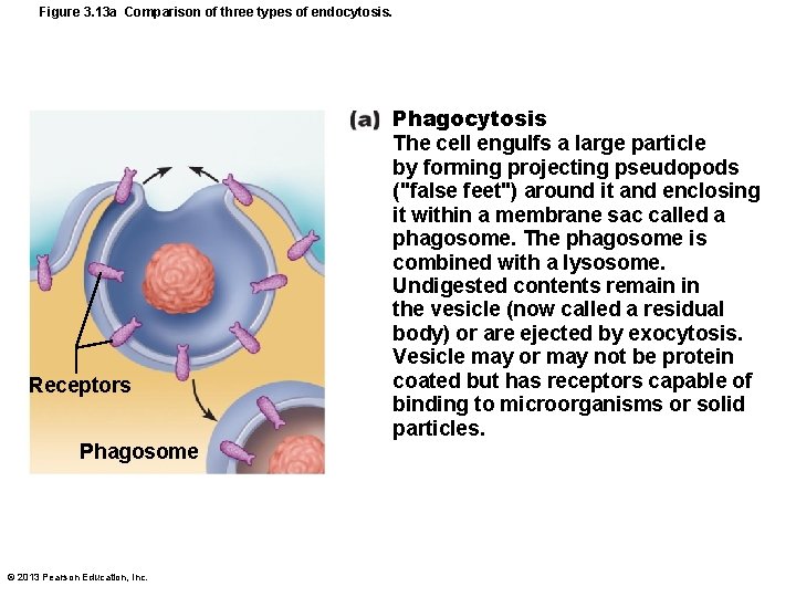 Figure 3. 13 a Comparison of three types of endocytosis. Receptors Phagosome © 2013