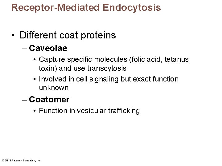 Receptor-Mediated Endocytosis • Different coat proteins – Caveolae • Capture specific molecules (folic acid,