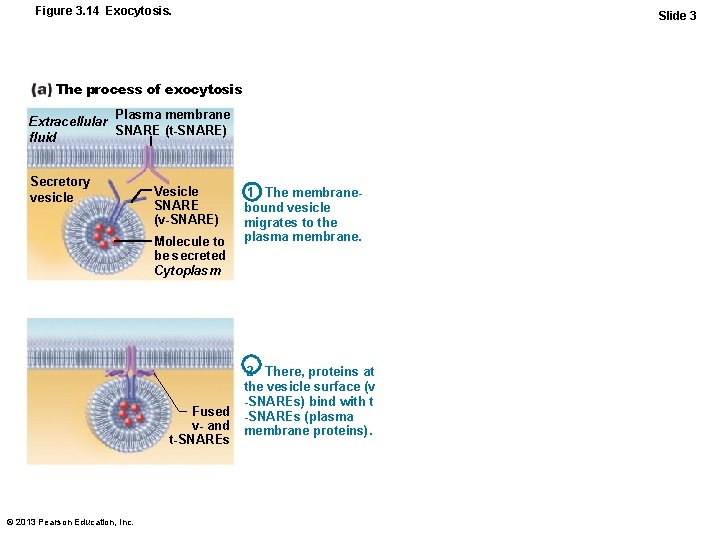 Figure 3. 14 Exocytosis. Slide 3 The process of exocytosis Plasma membrane Extracellular SNARE