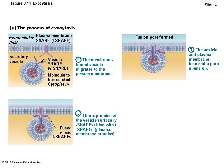 Figure 3. 14 Exocytosis. Slide 4 The process of exocytosis Plasma membrane Extracellular SNARE
